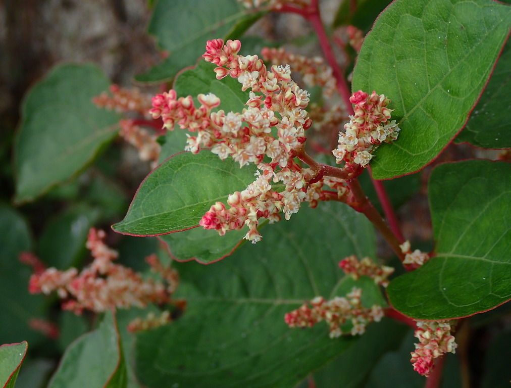 Welke duizendknoop heeft een rood randje om de blaadjes?